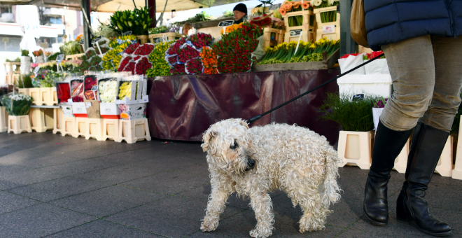 Alemania obligará por ley a pasear a los perros dos veces al día durante una hora