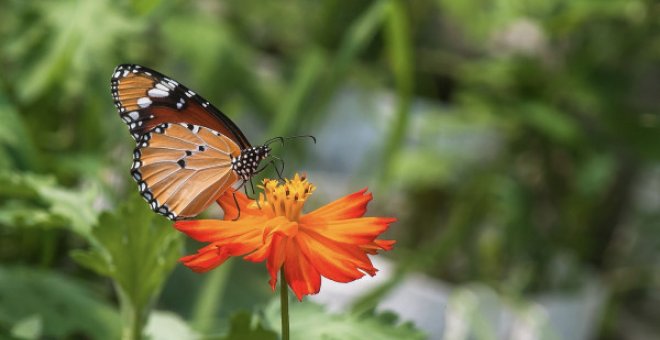 Los insectos sufren una extinción hasta ocho veces más rápida que otras especies