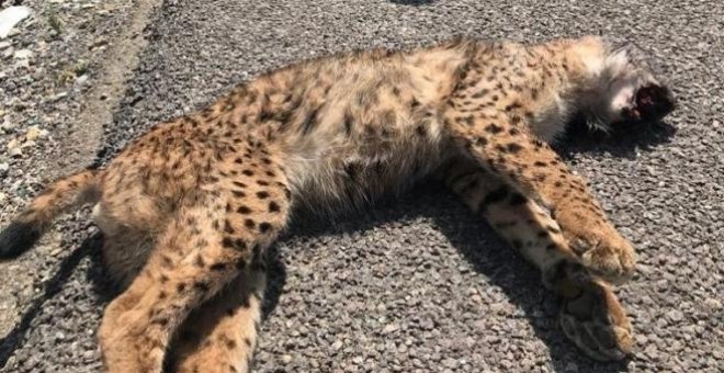 Fallece un lince al ser atropellado en un camino asfaltado de La Puebla del Río, en Sevilla