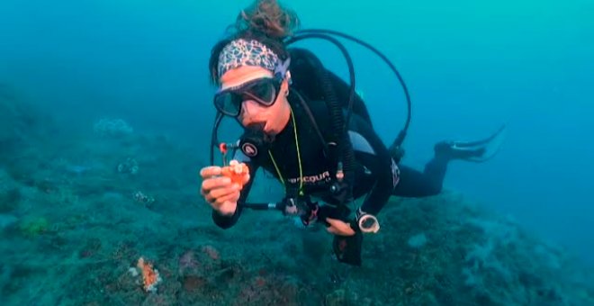 Un proyecto pionero en nuestro país recupera un jardín de coral en la costa andaluza