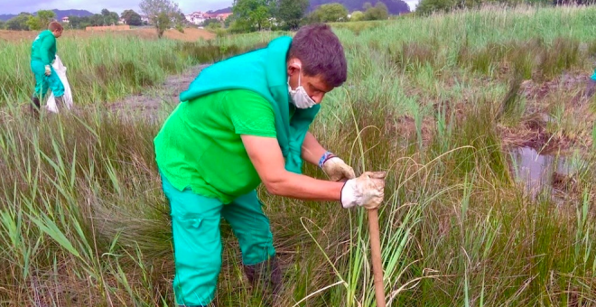 La lucha contra el plumero logra frenar su expansión en el interior de Cantabria