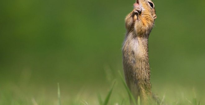 Las fotografías más divertidas del mundo animal de este 2020