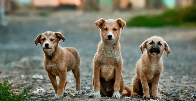 La Organización Colegial Veterinaria definirá el concepto de bienestar animal