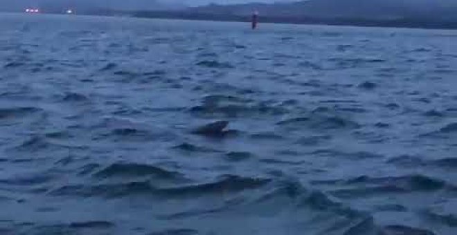 Una manada de calderones llega a la costa de Santoña con el viento sur