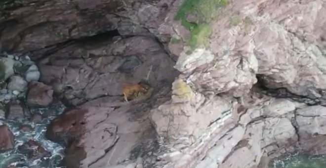 Vecinos de Laredo denuncian la situación de una vaca, atrapada desde hace días entre unas rocas en la zona de El Ayla