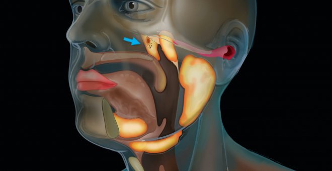 Investigadores holandeses descubren un nuevo órgano en la cabeza