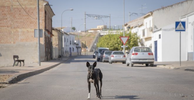 Protectoras denuncian el aumento del maltrato animal durante la pandemia