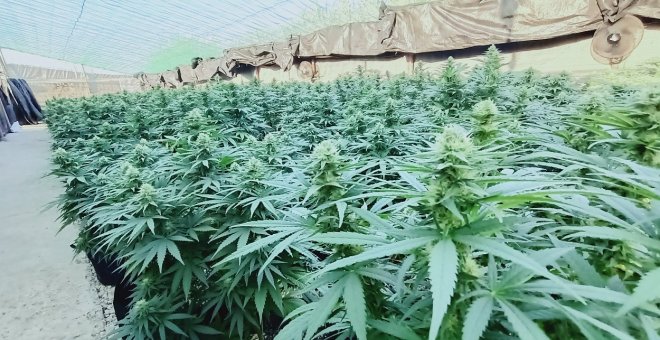 Empresas y universidades crean en Extremadura el primer centro del cannabis industrial de España