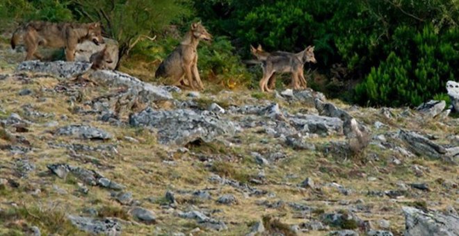 Desarrollo Rural concede ayudas a 143 ganaderos y apicultores para prevenir daños del lobo y oso