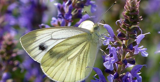 La lluvia y el confinamiento disparan las poblaciones de mariposas en Barcelona