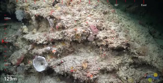 Descubren un nuevo arrecife de coral en Australia, el primero en 120 años