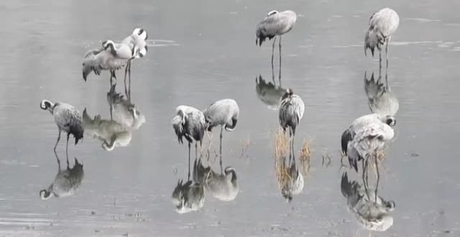 El espectáculo de las grullas de la laguna de Gallocanta regresa fiel a su cita