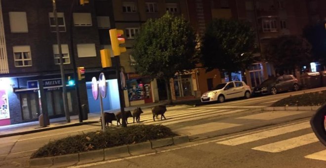 Arqueros profesionales podrán abatir jabalís que paseen por las calles de Gijón