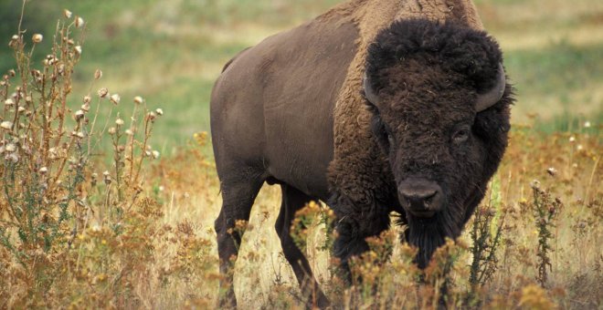 La crisis climática aumenta el riesgo de infecciones en la fauna salvaje