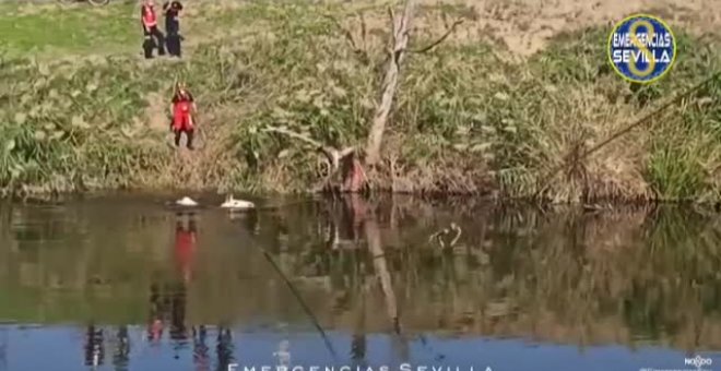 Los bomberos rescatan a un caballo que llevaba varios días atrapado en una zona de fango en Sevilla