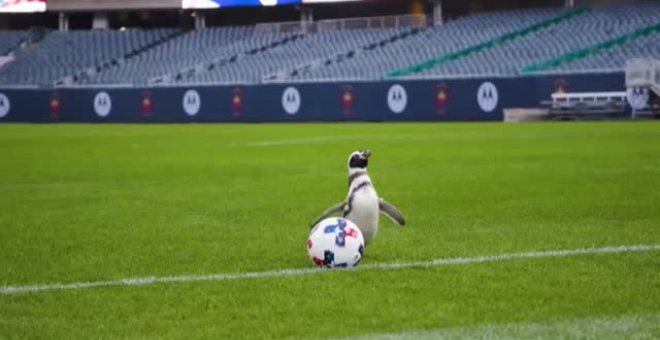 Los pingüinos de Chicago se van de excursión