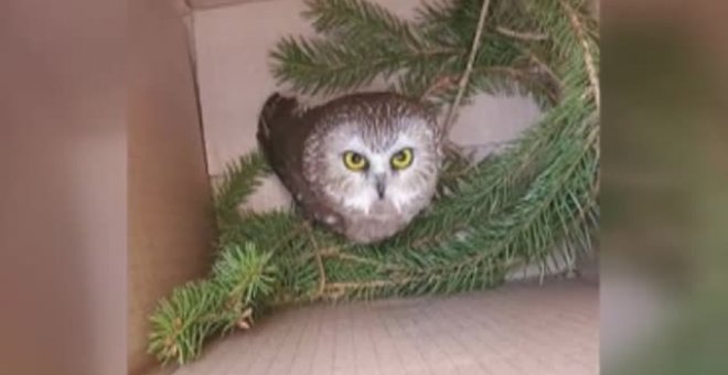 Recuperado un búho entre las ramas del árbol de Navidad del Rockefeller Center