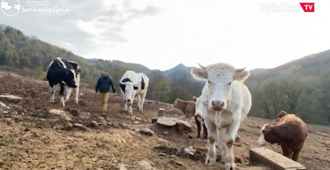 Santuario Gaia: cómo salvar a los animales del maltrato