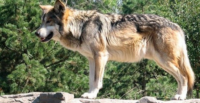 Equo celebra la sentencia del Supremo a favor del lobo y emplaza a Parlamento y Desarrollo Rural a "abrir el diálogo"