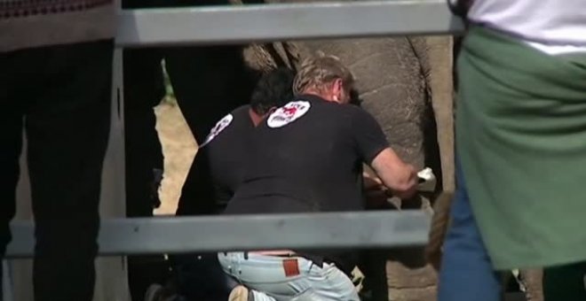 Kaavan, el 'elefante solitario' que ha pasado 35 años en un zoo de de Pakistán, será liberado en Camboya