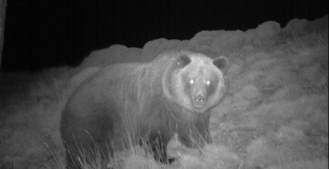 Dos cazadores matan a dos osas en peligro de extinción durante una batida de jabalís