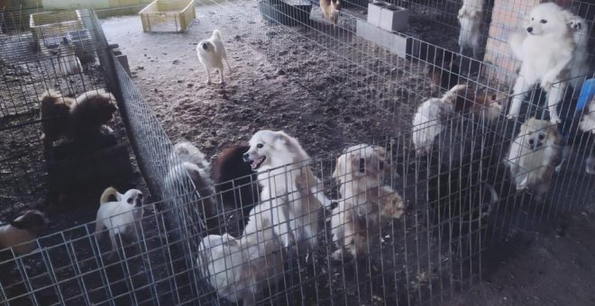 Detienen a un hombre por tener un criadero ilegal de perros y cortarles las cuerdas vocales en Granada