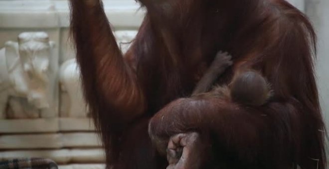 Nace un orangután de Sumatra en un zoo de Bélgica