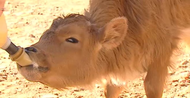 Terapia contra el cáncer infantil con animales en plena naturaleza