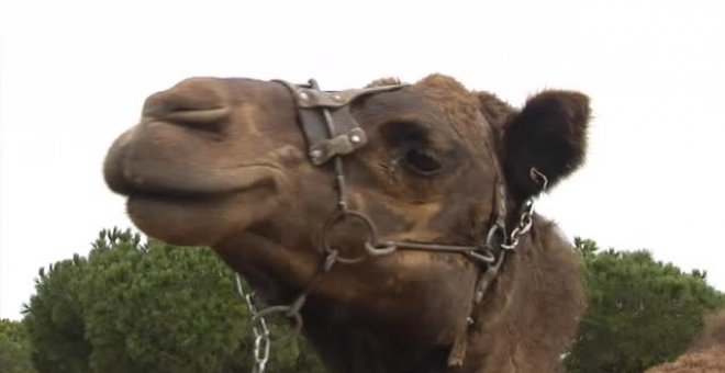 Los camellos reales descansan en Doñana esperando a Melchor, Gaspar y Baltasar