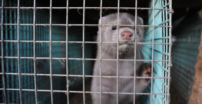 La mitad de las especies invasoras dañinas en Europa están presentes en España