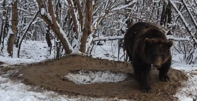 Una osa vive "atrapada" en una jaula imaginaria tras 20 años encerrada en un zoológico