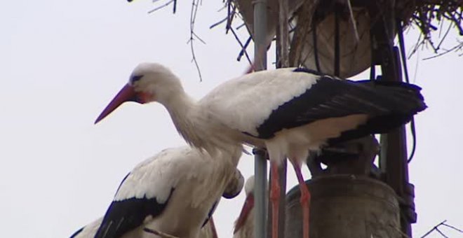 Por San Blas las cigüeñas verás y antes también