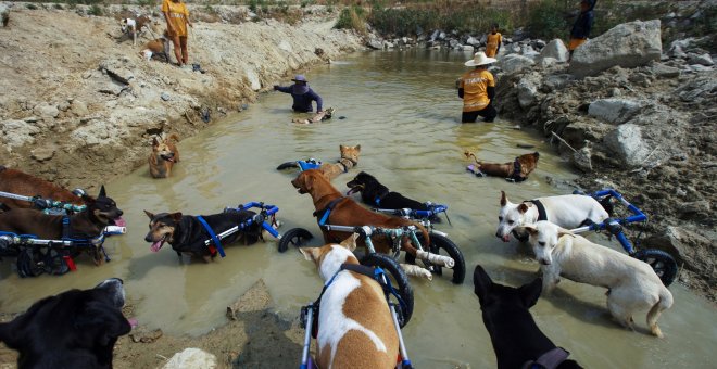 El refugio para perros en 'silla' de ruedas de Chon Buri