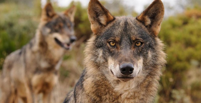 Podemos pide la dimisión de Blanco por afirmar que Cantabria seguirá controlando al lobo