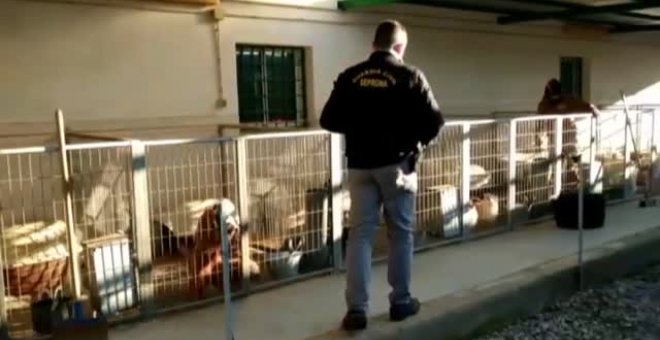 Detenidos en Granada por cortar las cuerdas vocales a decenas de perros en un criadero