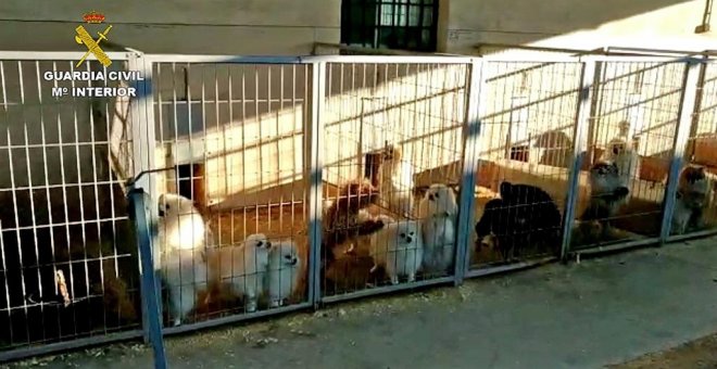 Detenidos el responsable de un criadero de perros y un veterinario por cortar las cuerdas vocales a los animales