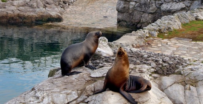 Un veterinario califica de "paripé" el comité del minizoo de La Magdalena