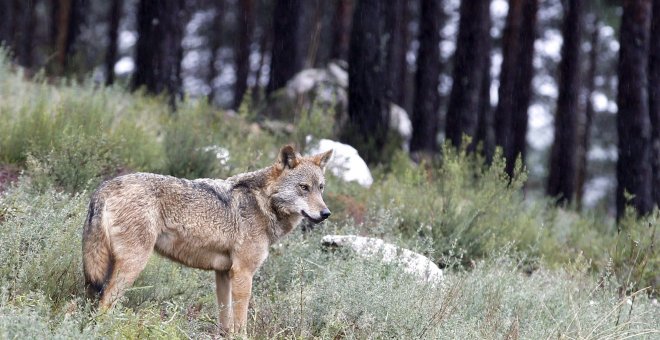 El lobo en Galicia, en el punto de mira