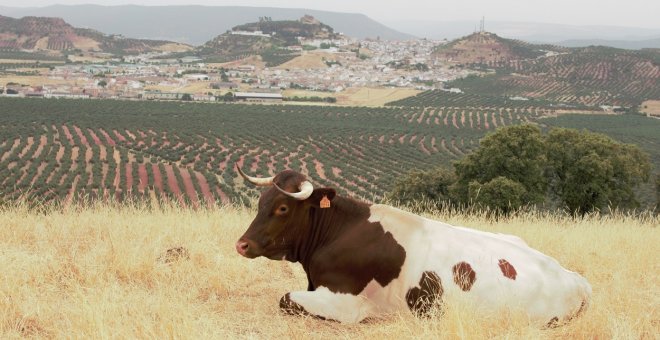 Otras miradas - Las razas de ganado, amenazadas por la agricultura intensiva y el abandono del campo