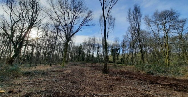 La Xunta autoriza una tala masiva de árboles centenarios próximos a una zona natural protegida