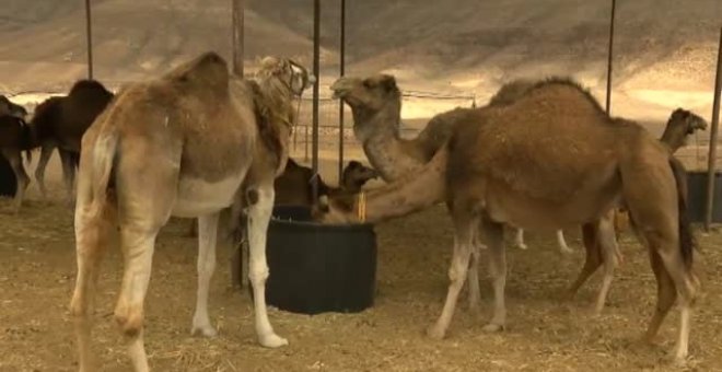 Fuerteventura busca promocionar la leche de camella, un producto gourmet de lujo