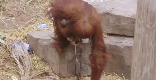 Nace un orangután de Sumatra en un zoo de Nueva Orleans