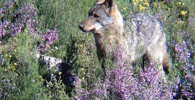 Otras miradas - La protección del lobo es una oportunidad para las zonas rurales