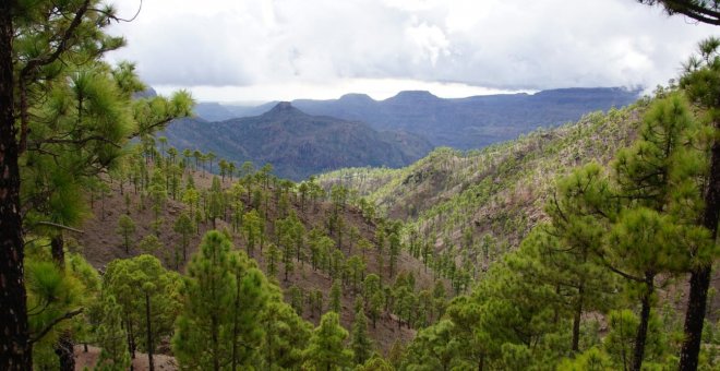 Otras miradas - La 'guerrilla' de animales asilvestrados que amenaza los bosques canarios