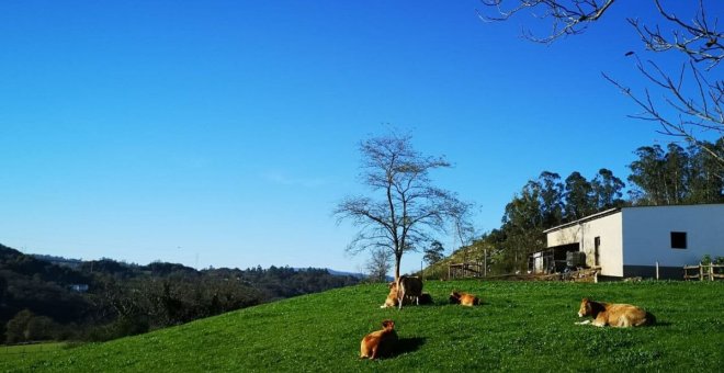 "La ganadería y el lobo son compatibles, pero hace falta voluntad política"