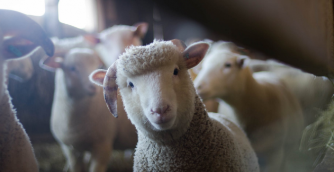 La covid-19 desvela la relación entre las enfermedades zoonóticas y la explotación animal