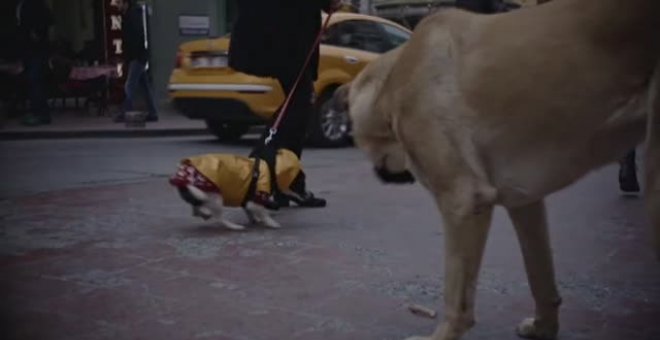 Stray, el documental que capta la vida de los perros callejeros de Estambul