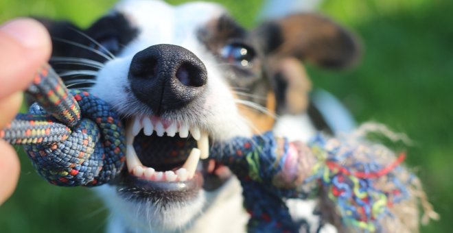 El Gobierno cambiará la norma sobre perros peligrosos para fijarse en el comportamiento de cada ejemplar y no en la raza