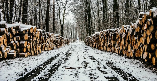 El riesgo de extinción de las especies bajaría un 40% con agricultura sostenible y menos tala de bosques