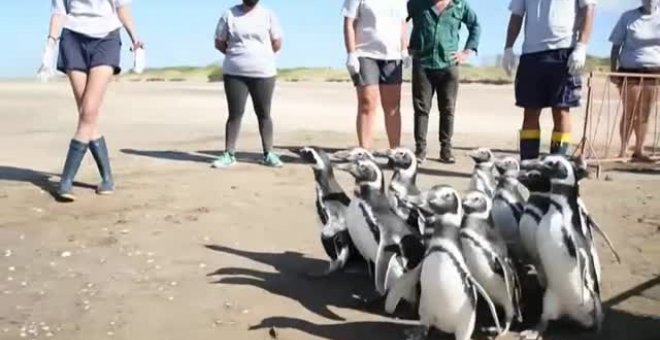 Devuelven al mar a 12 doce pingüinos de Magallanes